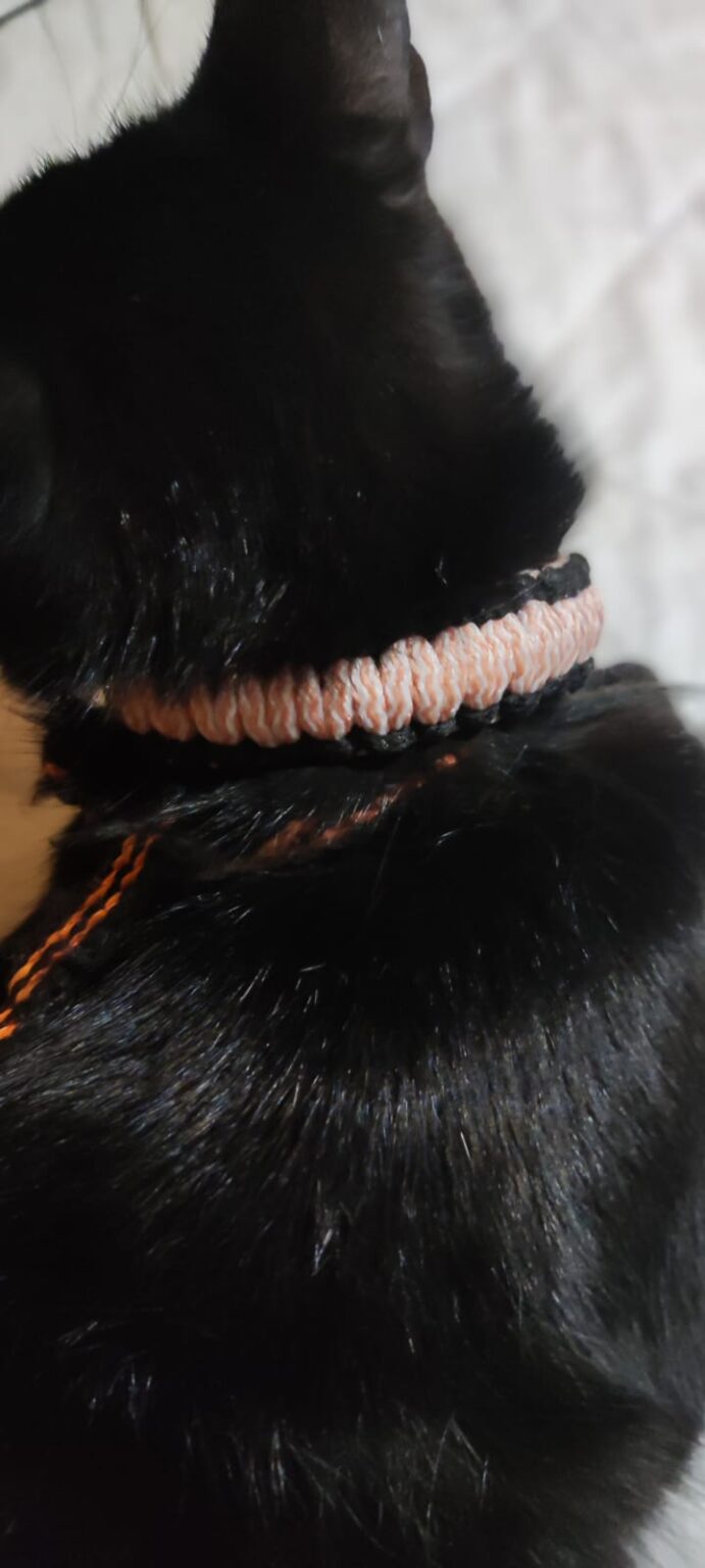 Collar gato