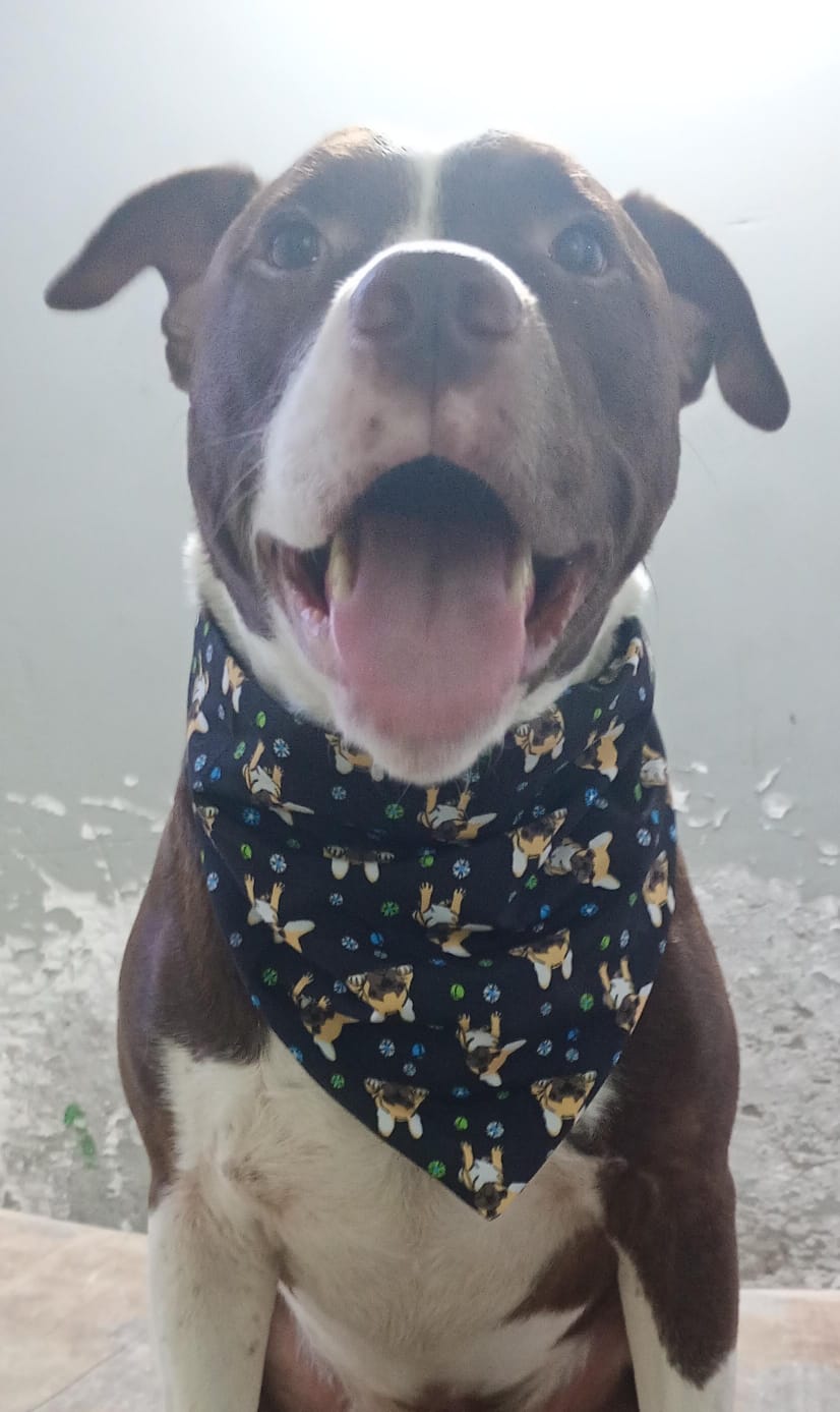 Pañoleta mascota 6