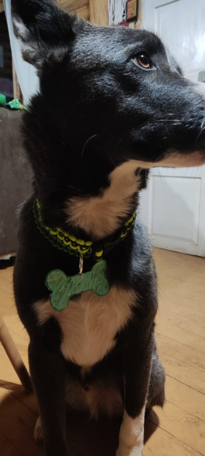 collas mascota 5 con huesito